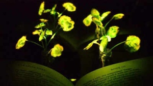 Scientists create ‘Avatar-style’ glowing plants that may soon light up homes and cities