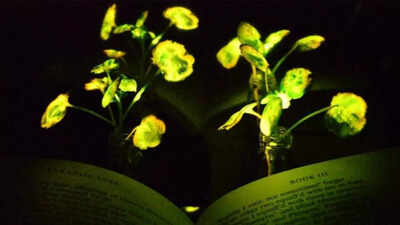 Scientists create ‘Avatar-style’ glowing plants that may soon light up homes and cities